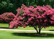 Lawn Care | Tree and Shrub Care