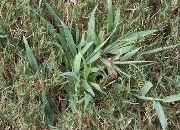 Texas weeds-Crabgrass