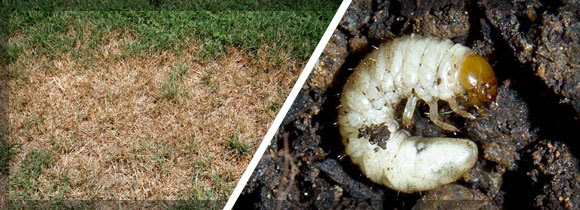 Grub Worm Preventative - Simply Greener Lawn  Lawn Care Forney, Rockwall,  Sunnyvale, Heath