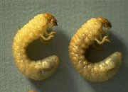 Grub worms are lawn killers