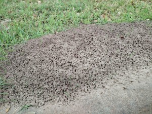 Control Fire Ants for up to one year – GUARANTEED