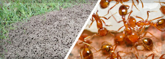 SGL-170319-Email-FireAnt-Banner